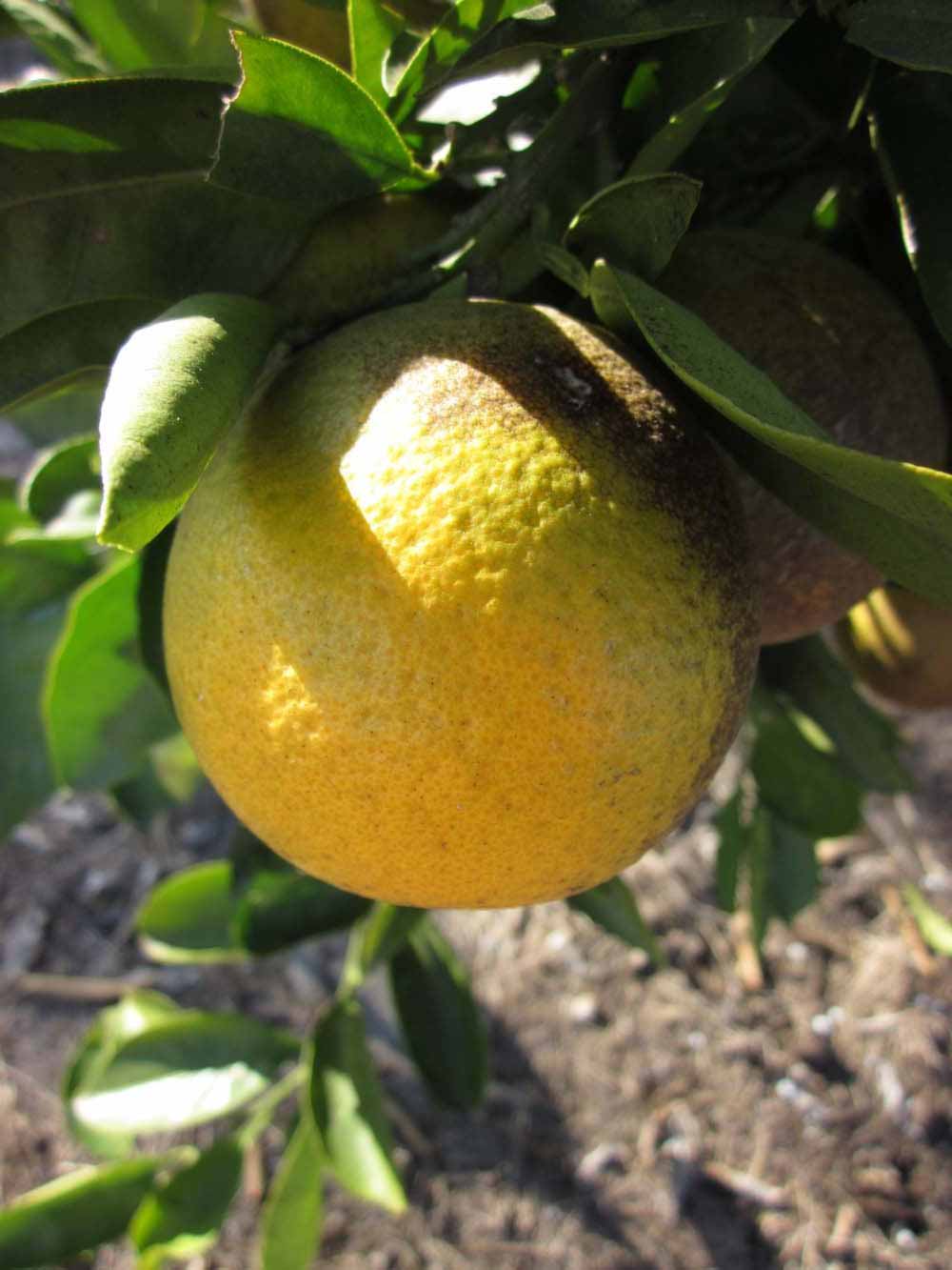            Fruit (Winter Haven, FL)   